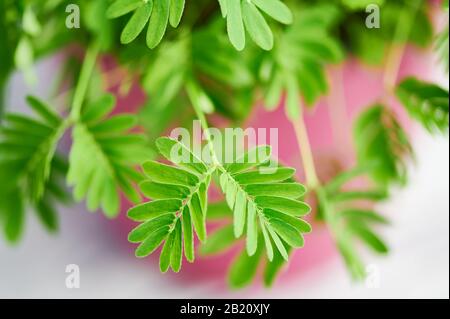 primo piano del ramo mimosa pudica, chiamato anche pianta sensibile Foto Stock