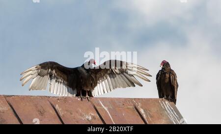 Due uccelli di tacchino Vulture in relazione l'uno con l'altro su un tetto di fienile Foto Stock