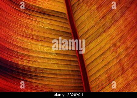 Autunno colori caldi di canna foglia primo piano Foto Stock