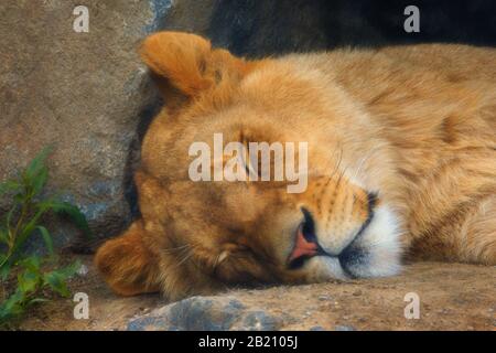 Primo piano del leone giovane addormentato Foto Stock
