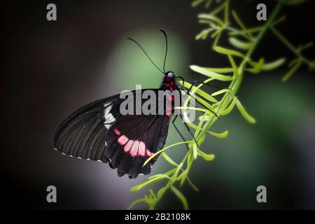 Primo piano della farfalla cuore Del Bestiame su vegetazione verde Foto Stock