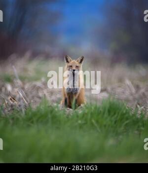 Vista frontale della Red Fox seduta sul campo e guardando il fotografo Foto Stock