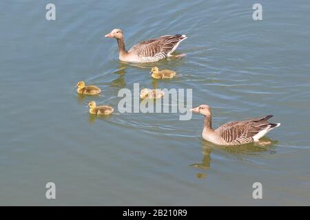 Oca grylag (Anser anser), coppia con gosling, in acqua, Renania-Palatinato, Germania Foto Stock