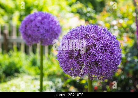 Cipolla gigante (Allium giganteum), 2 fiori nel giardino, Sassonia, Germania Foto Stock