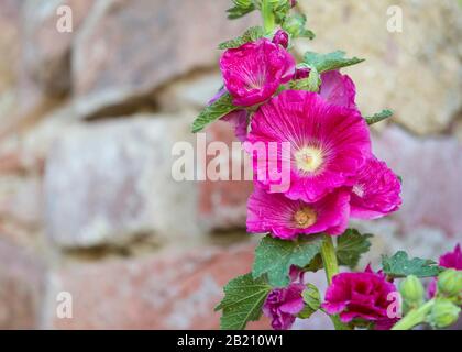 Hollyhock (Alcea rosea), fiori, rosso, di fronte a un muro, Sassonia, Germania Foto Stock