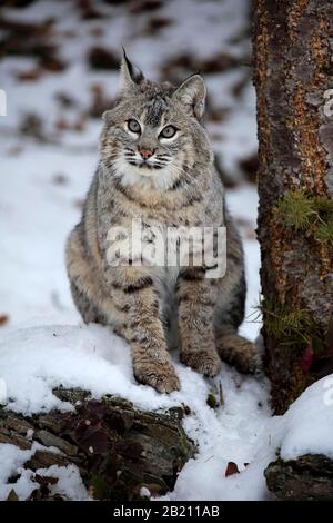 Bobcat (Lynx rufus), adulto, in inverno, nella neve, alert, captive, Montana, Nord America, USA Foto Stock