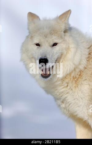 Lupo artico, lupo bianco (Canis lupus artos), adulto, in inverno, nella neve, ritratto, prigioniero, Montana, Nord America, USA Foto Stock