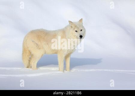 Lupo artico, lupo bianco (Canis lupus artos), adulto, in inverno, nella neve, Montana, Nord America, USA Foto Stock