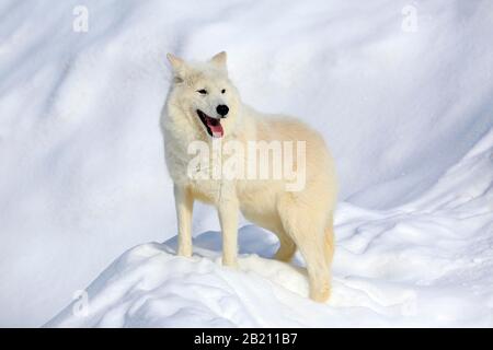 Lupo artico, lupo bianco (Canis lupus artos), adulto, in inverno, nella neve, in cattività, Montana, Nord America, USA Foto Stock