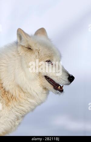 Lupo artico, lupo bianco (Canis lupus artos), adulto, in inverno, nella neve, ritratto, prigioniero, Montana, Nord America, USA Foto Stock