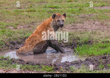 Hyena Maculata (Crocuta Crocuta), Parco Nazionale Masai Mara, Kenya Foto Stock