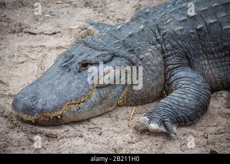 L'alligatore americano (Alligator missisippiensis) è situato in sabbia, ritratto, prigioniero, il parco zoologico della fattoria di alligatore di St. Augustine, St. Augustine Foto Stock