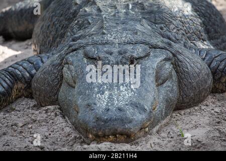 L'alligatore americano (Alligator missisippiensis) è situato in sabbia, ritratto, prigioniero, il parco zoologico della fattoria di alligatore di St. Augustine, St. Augustine Foto Stock