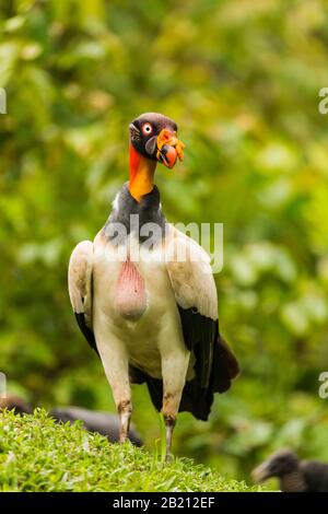 Re Vulture (Sarcoranfus papa) in posa mostrando la testa colorata, Costa Rica Foto Stock