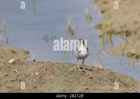 Posa di Sandpiper macchiato in piedi nel fango vicino all'acqua Foto Stock