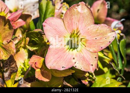 Ellebore in fiore. Rosa di Natale Foto Stock
