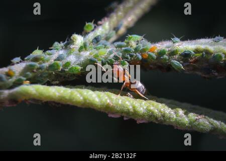 Foto macro di formica e dei suoi afidi mandria Foto Stock