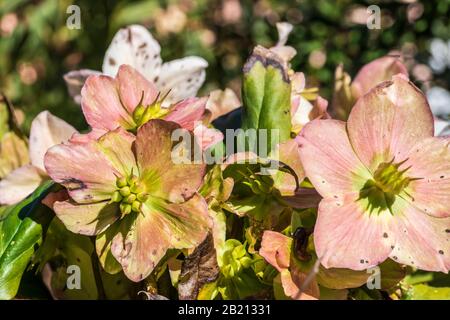 Ellebore in fiore. Rosa di Natale Foto Stock
