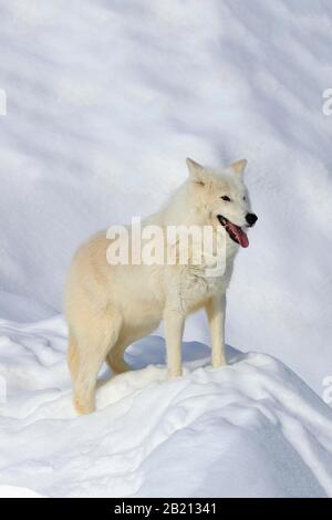 Lupo artico, lupo bianco (Canis lupus artos), adulto, in inverno, nella neve, in cattività, Montana, Nord America, USA Foto Stock