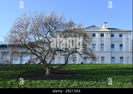 Un grande albero di magnolia in fiore di fronte alla facciata Robert Adams di Kenwood House, Hampstead, Londra UK. Foto Stock