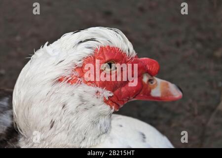 Anatra moscovy domestica - Cairina moschata momelanotus. Colpo di testa Foto Stock