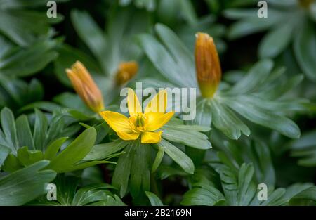 I fiori di aconite giallo brillante sono uno dei primi segni della molla in Michigan USA rurale Foto Stock