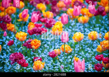 Vista selettiva del fuoco di tulipani colorati che fioriscono in un giardino di primavera Foto Stock