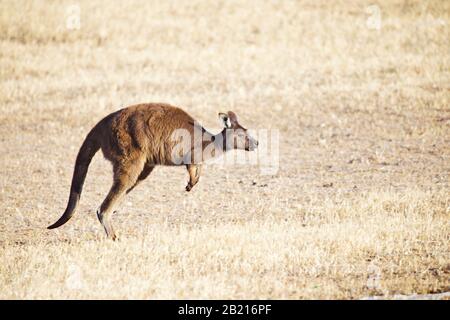 canguro singolo che salta da sinistra a destra Foto Stock