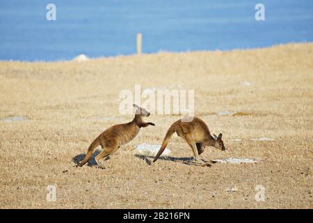 canguro singolo che salta da destra a sinistra Foto Stock