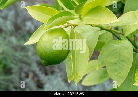 Una bella frutta di calce cresce su una pianta verde brillante all'aperto Foto Stock