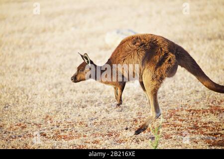 canguro singolo che salta da destra a sinistra Foto Stock