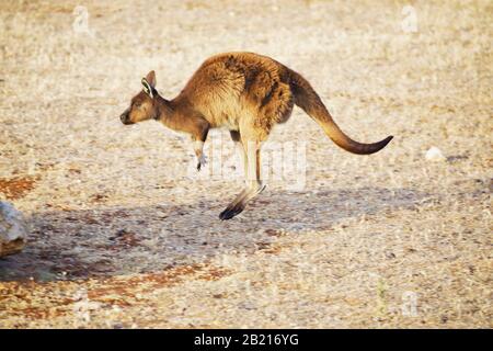 canguro singolo che salta da destra a sinistra Foto Stock