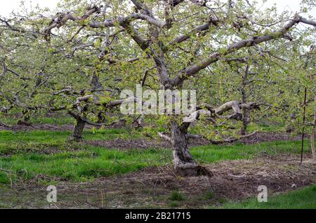 Vecchi alberi di mele sono coperti con foglie di primavera in questo frutteto degli Stati Uniti del Michigan Foto Stock