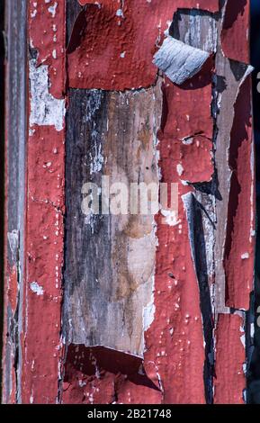 Primo piano di vernice rossa peeling su un pezzo di vecchio fienile legno Foto Stock