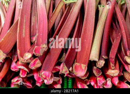 I gambi di rabarbaro fresco sono venduti ad un mercato fresco dell'azienda agricola in Michigan Stati Uniti Foto Stock