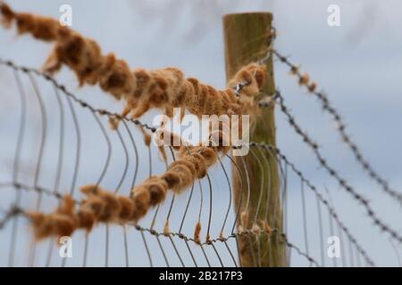 Peli di bestiame delle Highland catturati su scherma di stock di campo Foto Stock