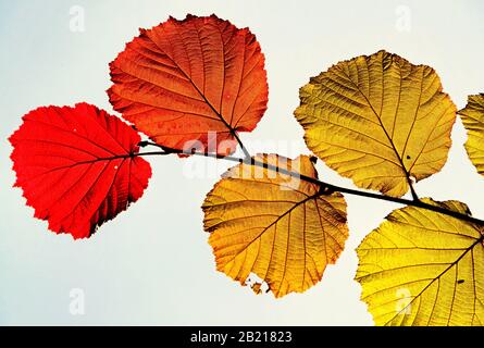 foglie autunnali di colori diversi su un ramo su uno sfondo chiaro Foto Stock