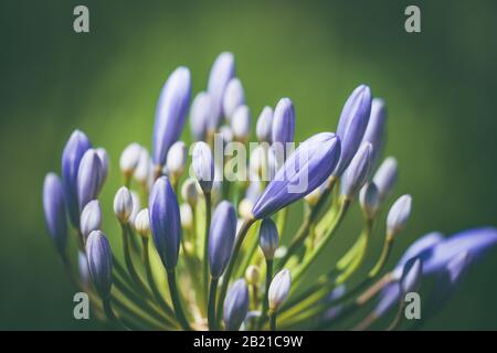 Fiore pre-fiore del giglio africano conosciuto anche come blu di bressingham di Agapanthus Foto Stock