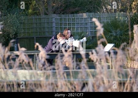 Wildlife Photographers usando obiettivi lunghi, Londra Foto Stock