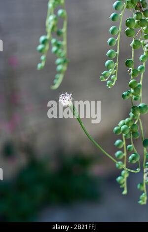 Colpo verticale di Senecio Roweyanus succulente perle e fiori. Focus su fiore. Sfondo sfocato dietro. Foto Stock