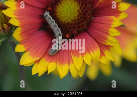 Caterpillar in fiore Foto Stock