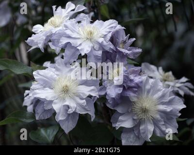 Bella doppia clematis fiori primo piano. Una pianta nel giardino, all'aperto. Foto Stock