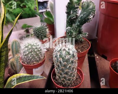 Piante di cactus Droitwich, Worcester, Inghilterra, Regno Unito. 18/02/2020 selezione di cactus e succulenti su una mostra floreale. In assenza di foglie, ingrandite Foto Stock