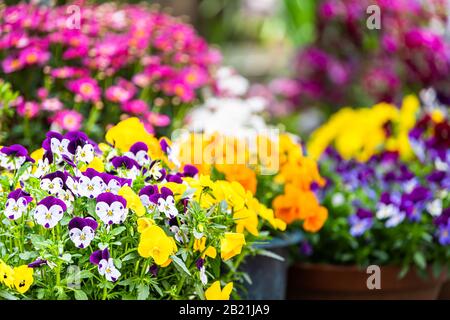 Kyoto quartiere residenziale con fiori primaverili paesaggistici lungo l'acqua in aprile con colorate e vivaci fioriture del fiume Takase Foto Stock