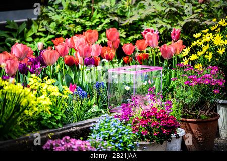 Takase fiume nel quartiere residenziale di Kyoto con fiori primaverili paesaggistici lungo l'acqua nel mese di aprile con tulipani colorati e vivaci Foto Stock