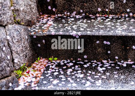 Primo piano di gradini durante la giornata di pioggia sulla strada vicino a Gion con fiori di ciliegio caduti sakura petali di fiori in primavera Foto Stock