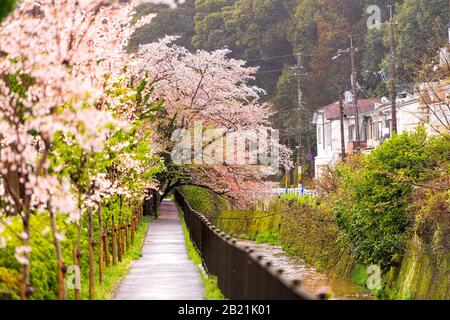 Kyoto, Giappone tettoia di fiori su ciliegio fiori sakura alberi in primavera giardino sul percorso filosofo con canale fluviale Foto Stock