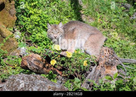 Canada Lynx su un Hillside con Rose selvagge Foto Stock