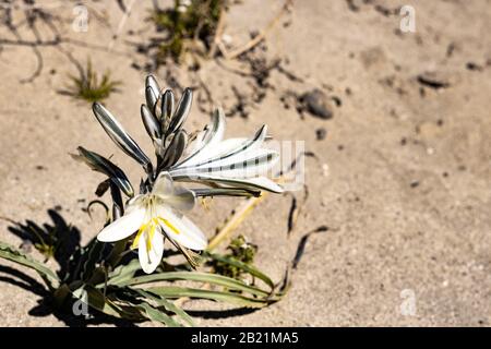 Deserto bianco o Ajo Lily Hesperocallis undulata , deserto di sonora, parco statale di Anza-Borrego nella California meridionale Foto Stock