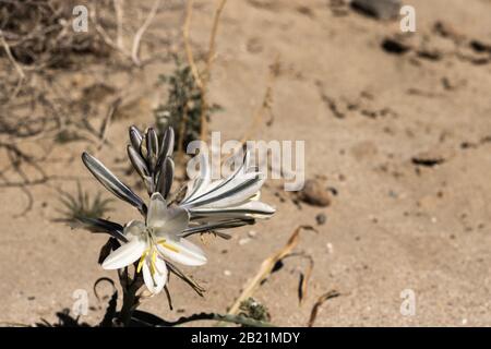Deserto bianco o Ajo Lily Hesperocallis undulata , deserto di sonora, parco statale di Anza-Borrego nella California meridionale Foto Stock